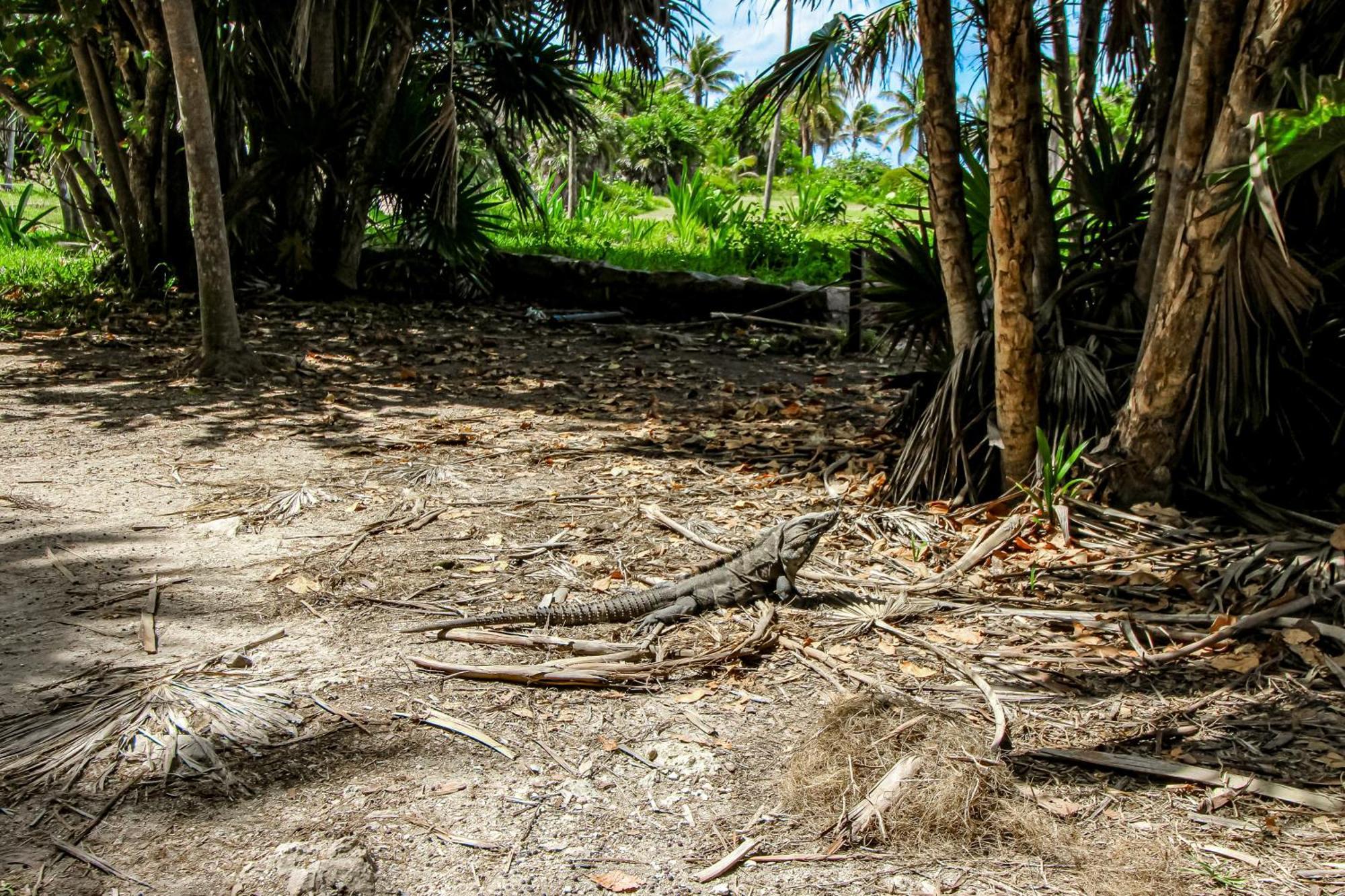 Miraluna B223 At Luum Zama Tulum Pueblo Buitenkant foto